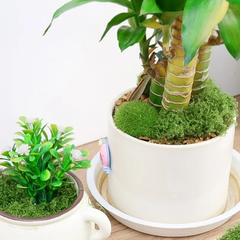 30/300G人工リアルモス フェアリーガーデン ウェディン - Terrarium Moss Art のレビューと価格